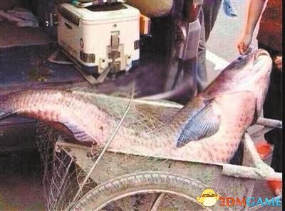 重庆现300斤大鱼 淡水鱼达到3米长度曾被疑水怪