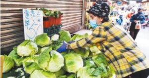 高麗菜1顆要價500元！　網曝：要去「這」趁機大撈一筆