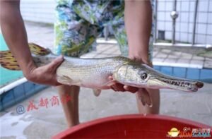 四川惊现食肉怪鱼：嘴似鳄鱼！满口利牙异常凶猛