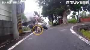 影／右轉見有車阿伯嚇一跳跌進水溝　短腿柯基迅速跳車逃跑