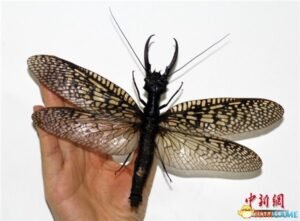 四川发现世界最大水栖昆虫 头长巨齿翅展达21cm