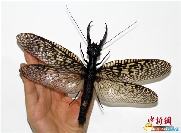 四川发现世界最大水栖昆虫 头长巨齿翅展达21cm