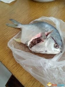 女子杀鱼竟然在鱼肚里掏出30多粒药片 不敢下锅